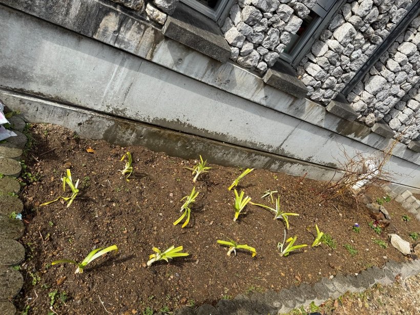 花壇に苗が植わっている